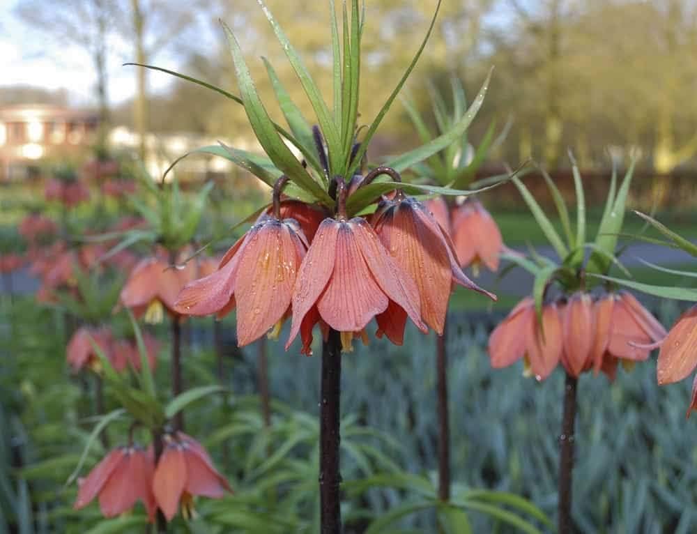crown imperial flower seeds