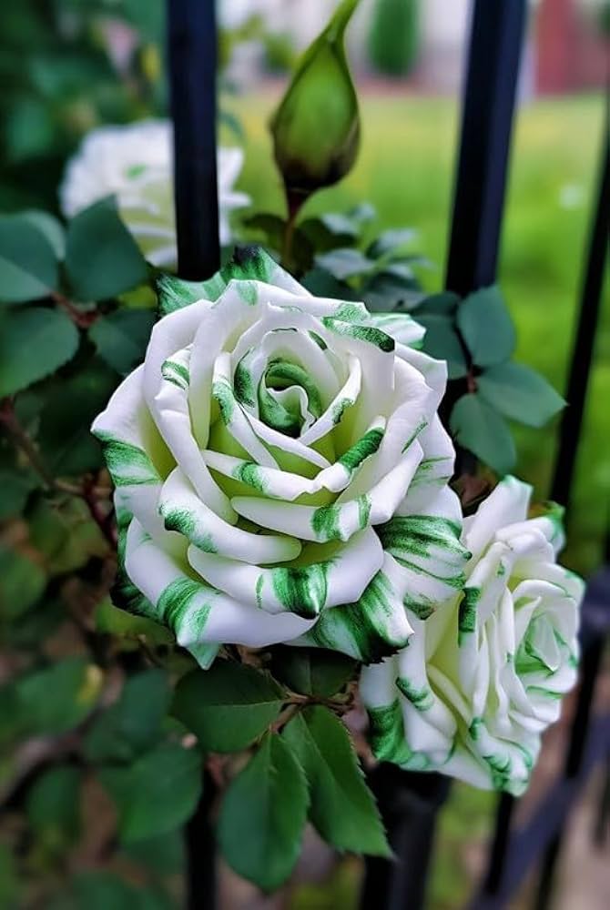 Green White Rose Flower Seeds for Planting - 100 pcs