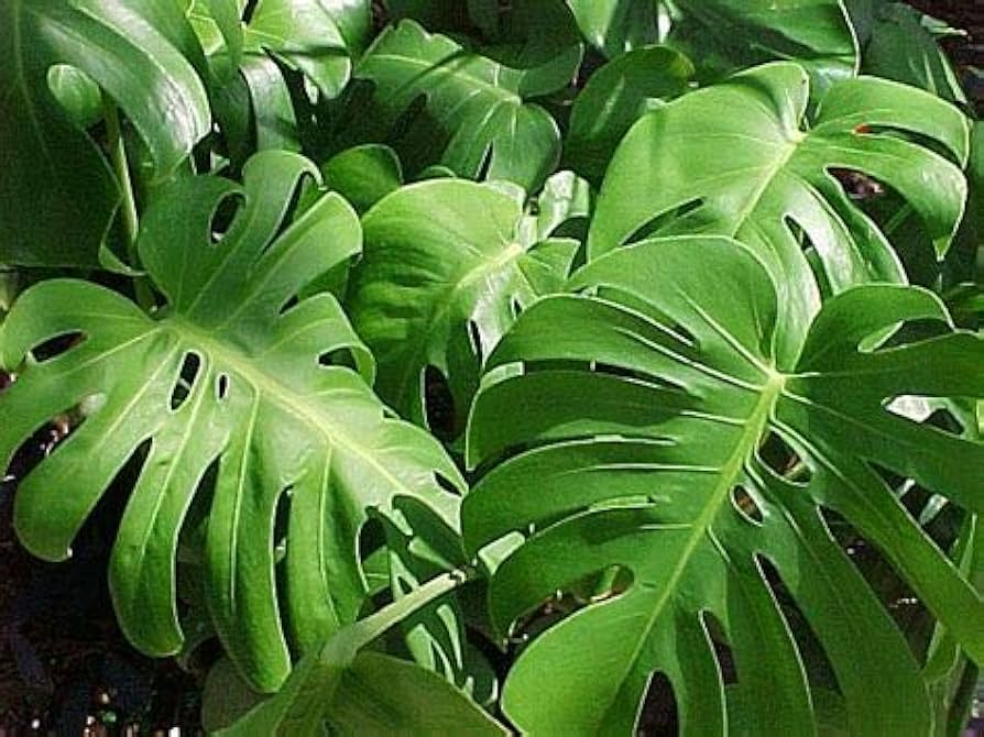 Green Philodendron Plant Seeds for Planting - 100 pcs