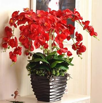 Flower Seeds, Seeds for Planting, Plant Seeds