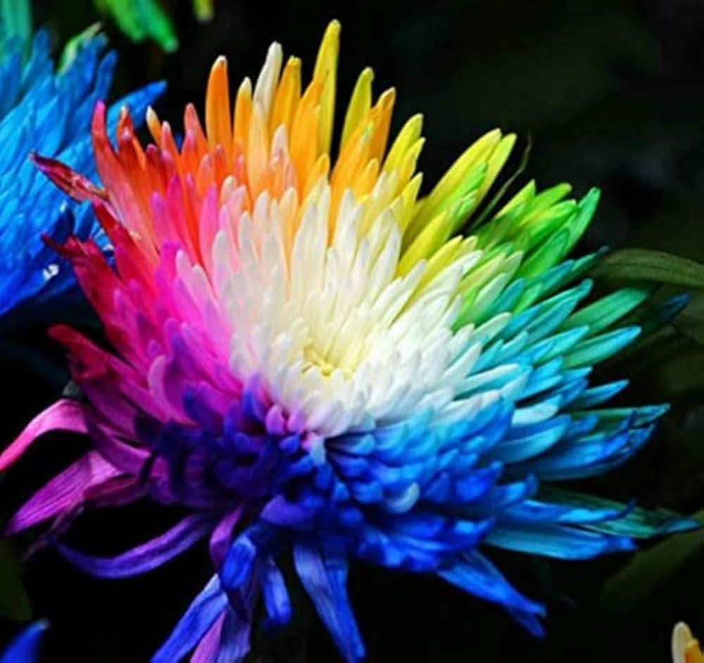 rainbow chrysanthemum flower seeds