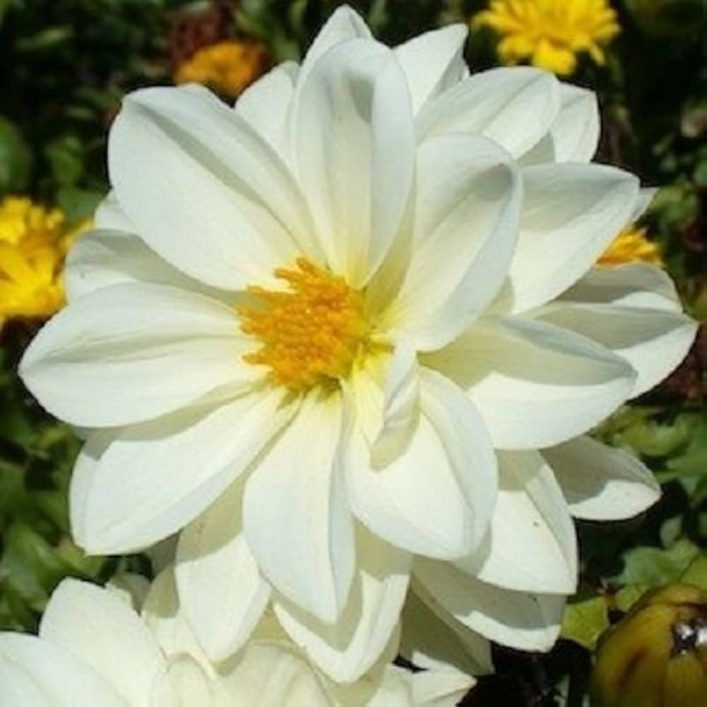 improved mignon flower seeds