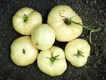 Light Yellow Tomato Vegetable Seeds for Planting