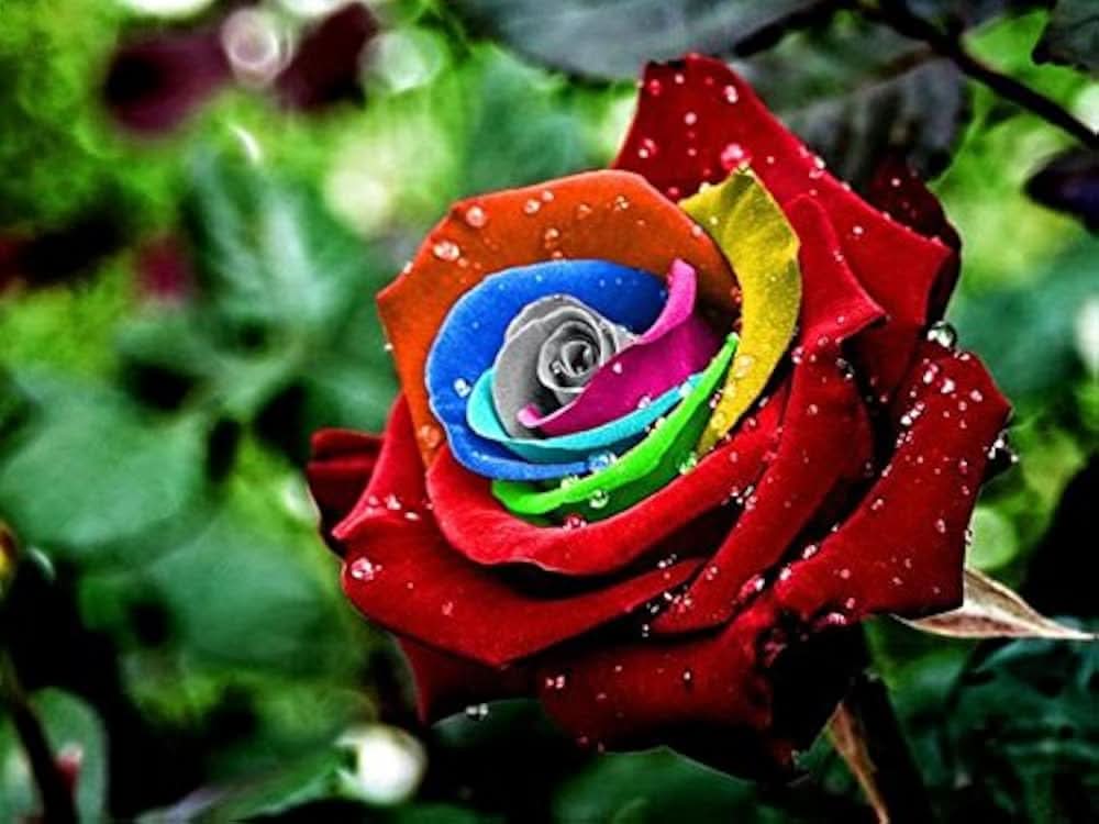 rainbow rose flower seeds