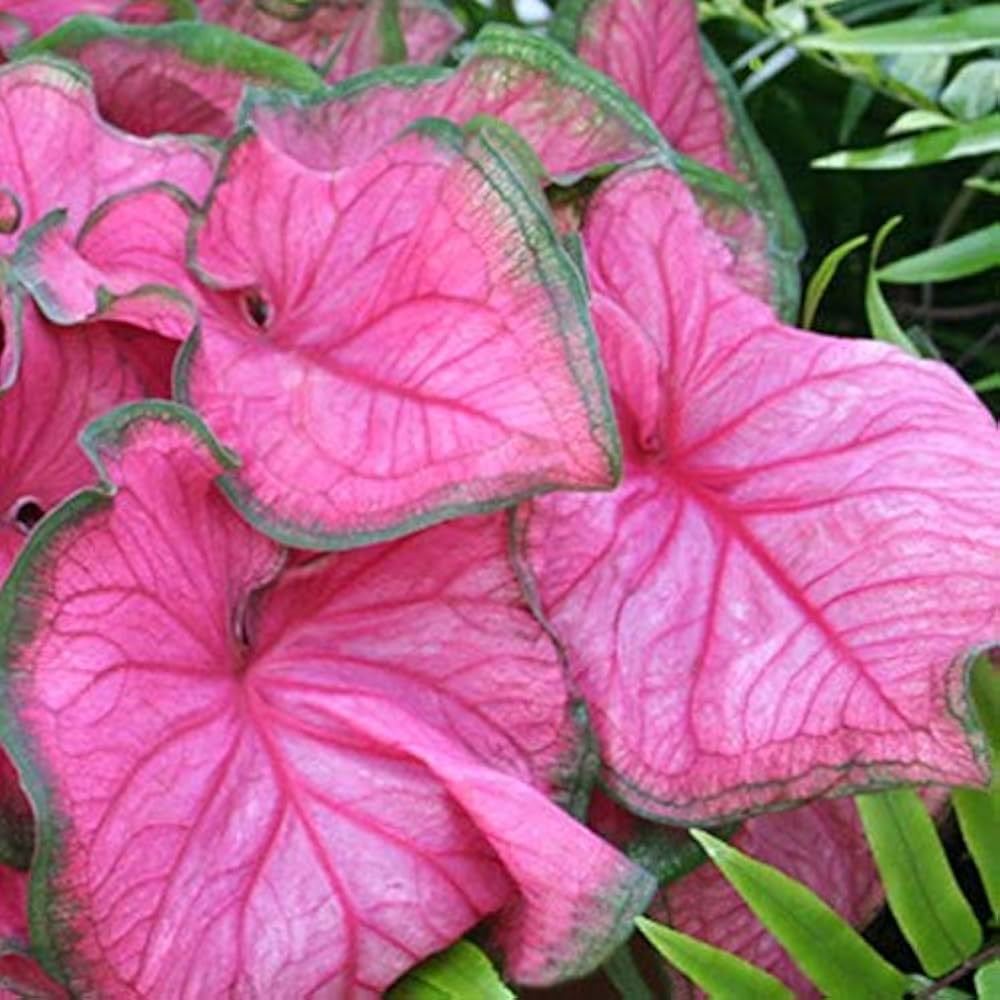 Caladium Bicolor Deep Pink Flower Seeds for Planting 100 pcs