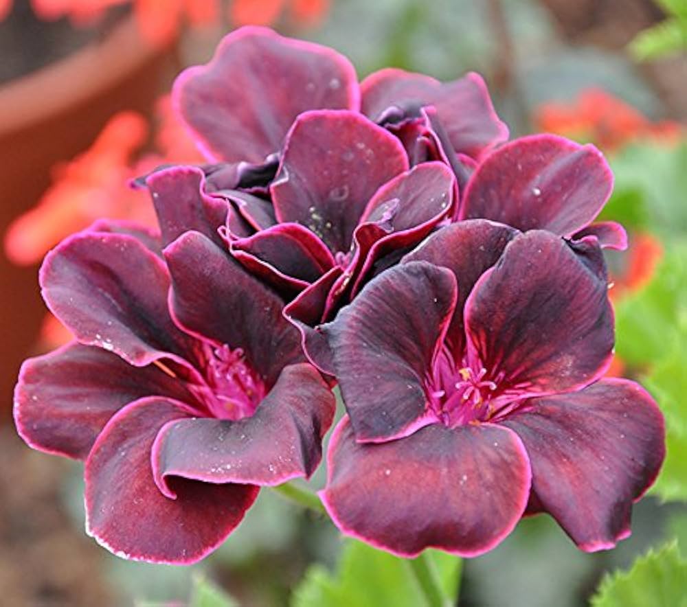 red blossom flower seeds