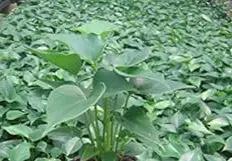 green homalomena flower seeds