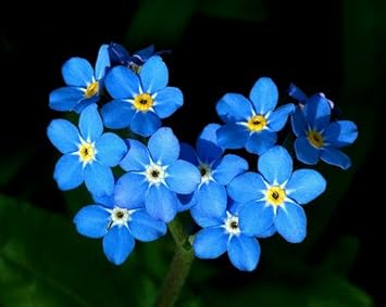 blue heirloom flower seeds