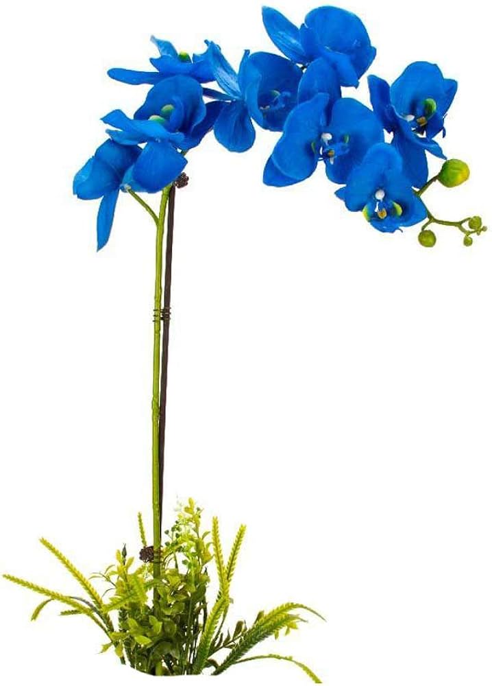 orchid vanda flower seeds