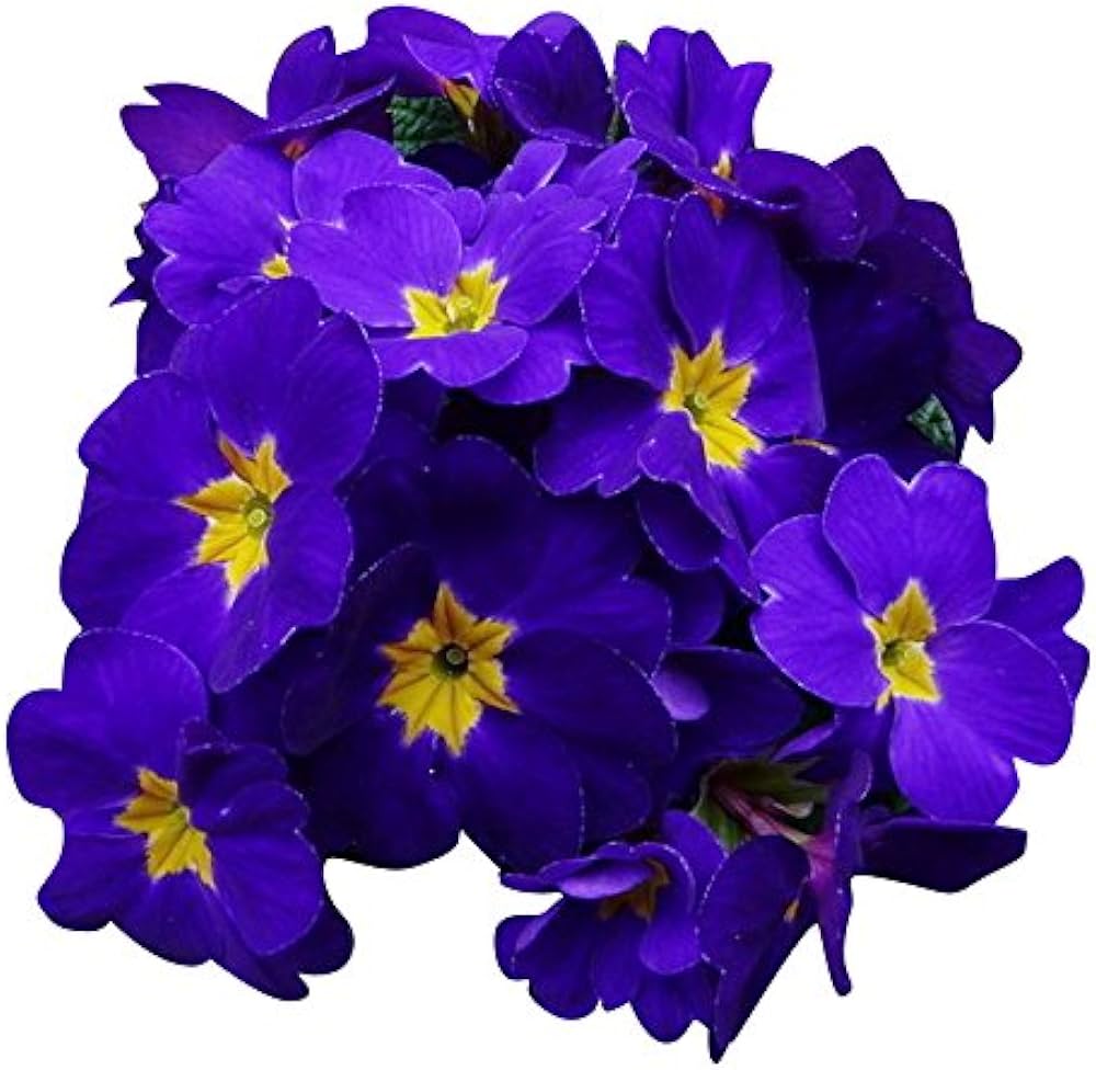 Primula Malacoides Blue Yellow Flower Seeds for Planting - 100 pcs