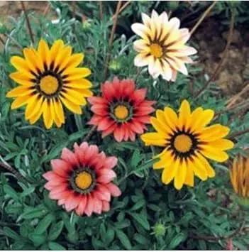 mixed gazania flower seeds