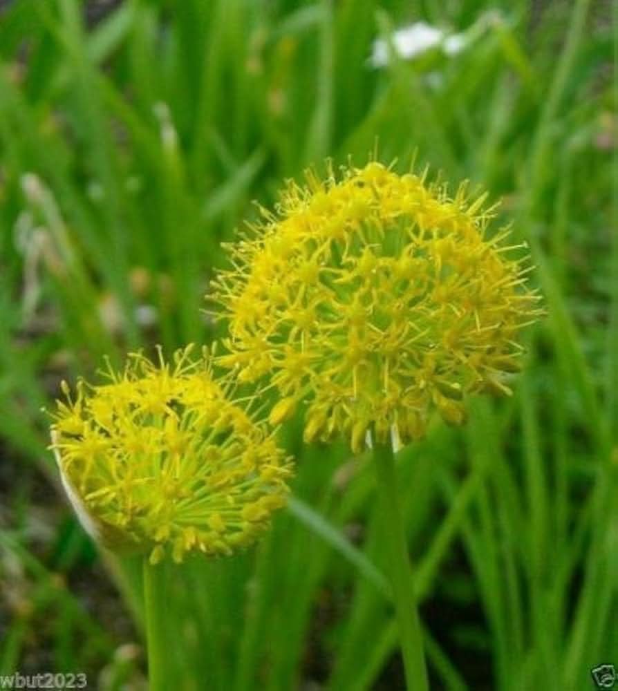 yellow allium flower seeds