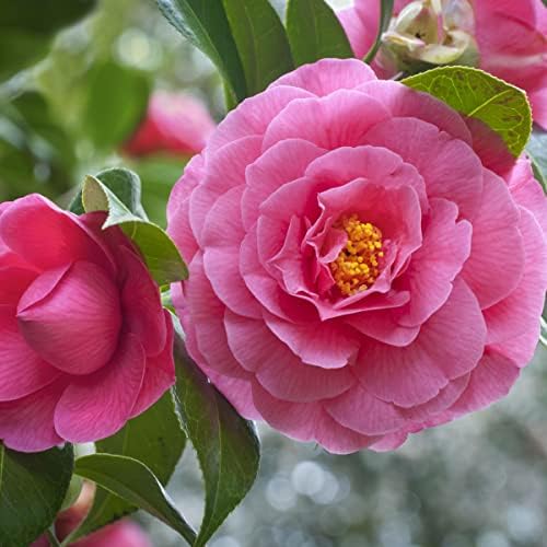 red pink flower seeds