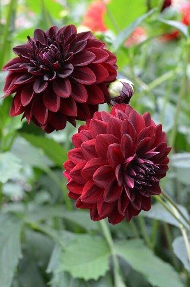 Maroon Dahlia Flower Seeds for Planting 100 pcs