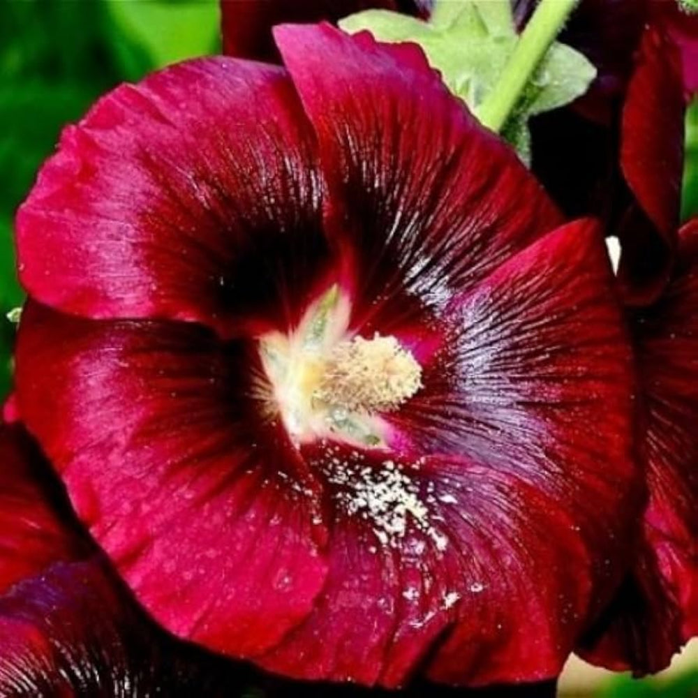 alcea rosea flower seeds