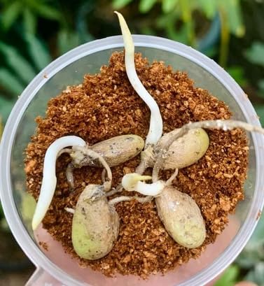 Monstera Albo Variegata – Rare Tropical Houseplant with Stunning White &amp; Green Leaves