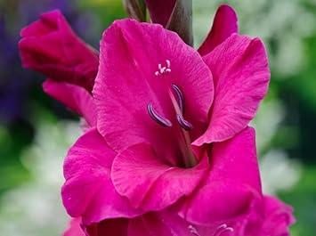 Flower Seeds, Seeds for Planting, Plant Seeds