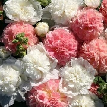 organic mixed flower seeds