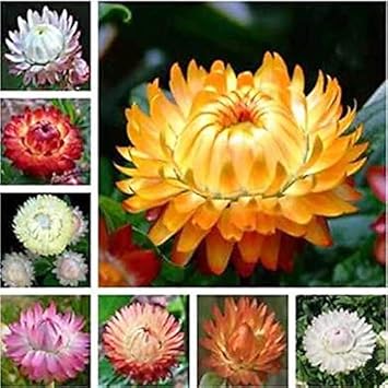 Flower Seeds, Seeds for Planting, Plant Seeds