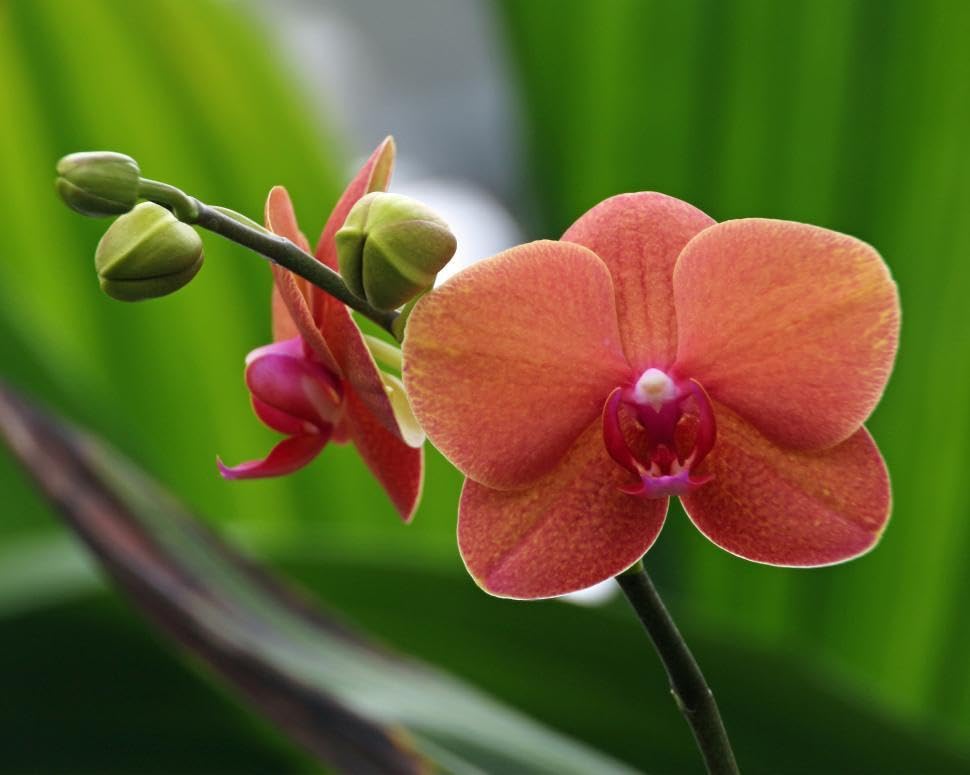 orange rhynchostylis flower seeds