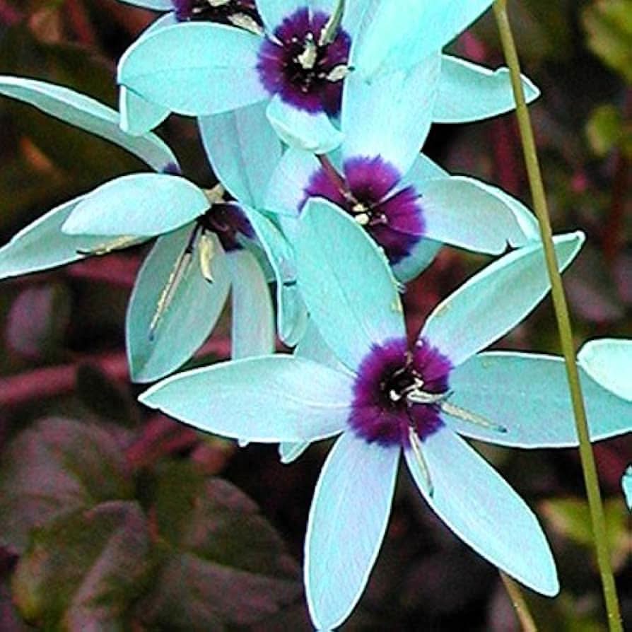 turquoise ixia flower seeds
