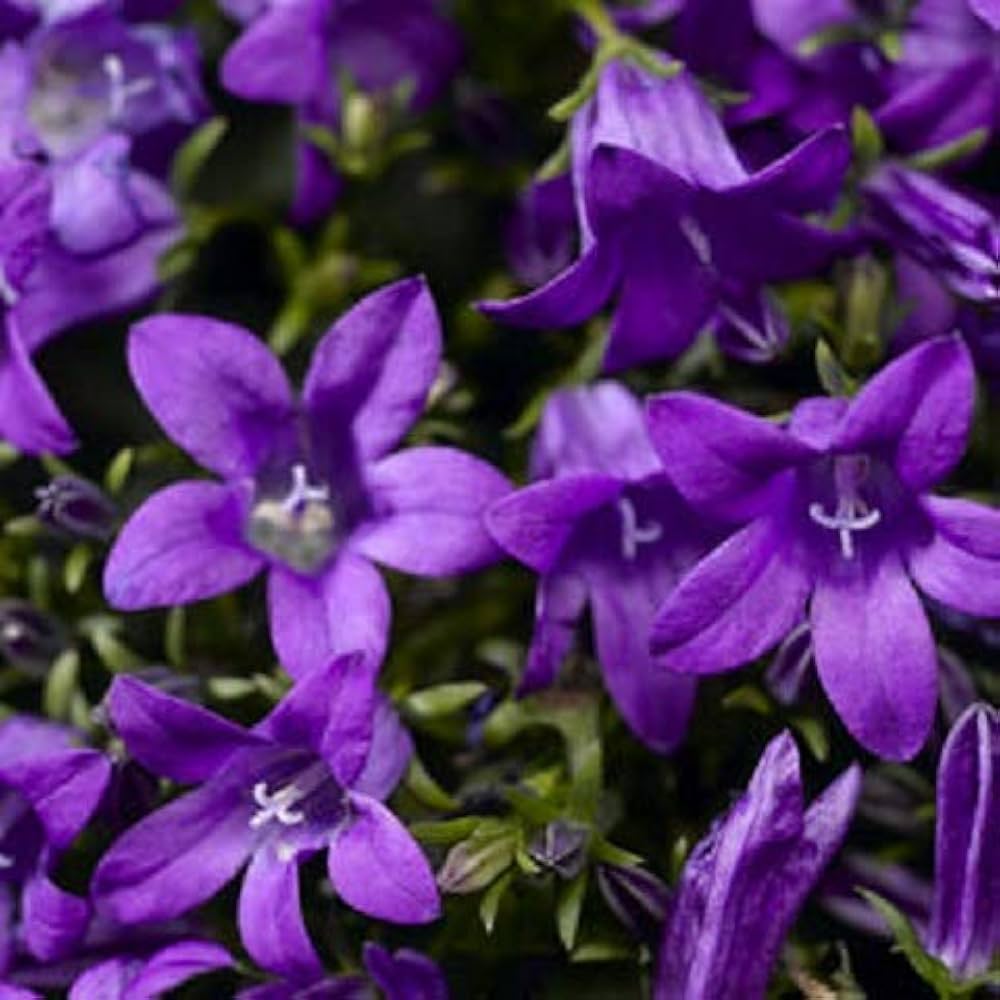 blue magic flower seeds