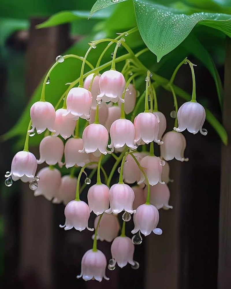 lily convallaria flower seeds