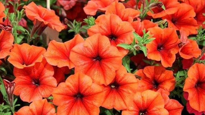 Fresh Petunia Flower Seeds for Planting, Orange 100 pcs