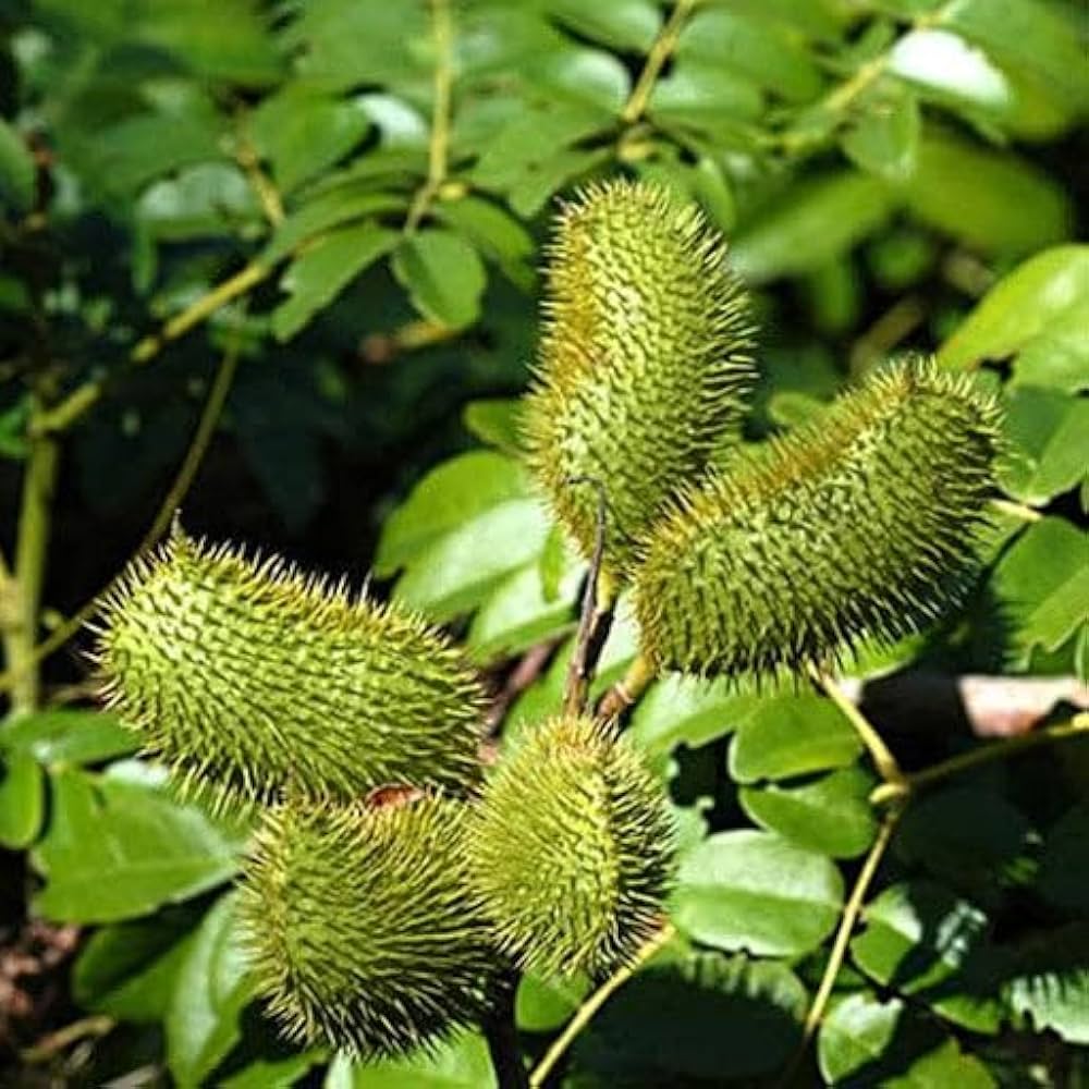 caesalpinia bonducella flower seeds
