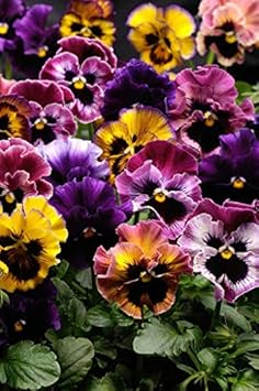 Orange Blue Pansy Seeds for Planting