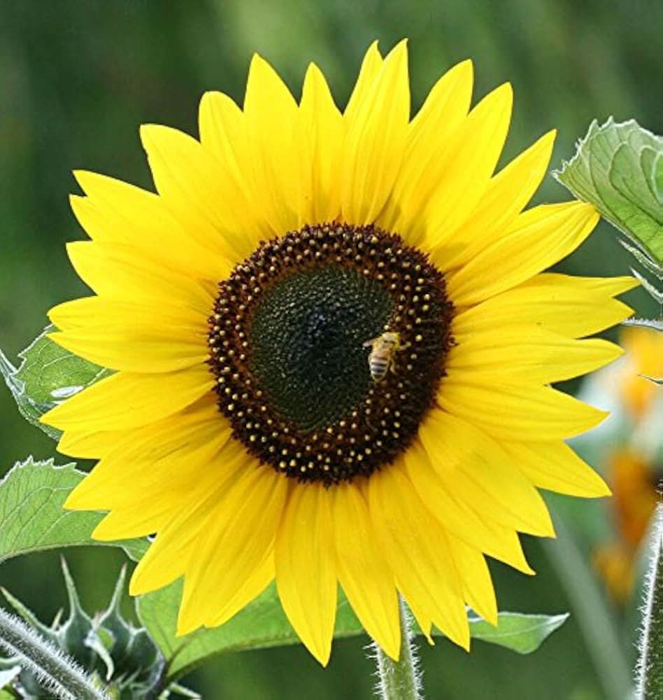sunflower helianthus flower seeds