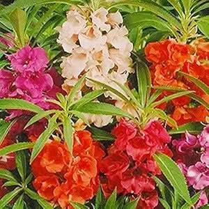 balsamine flower flower seeds