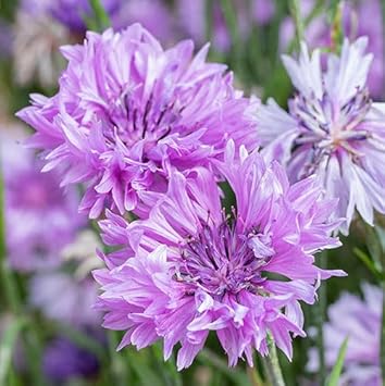 heirloom non flower seeds
