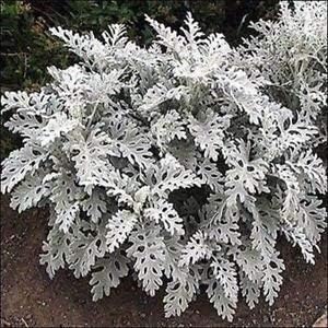 heirloom gray flower seeds