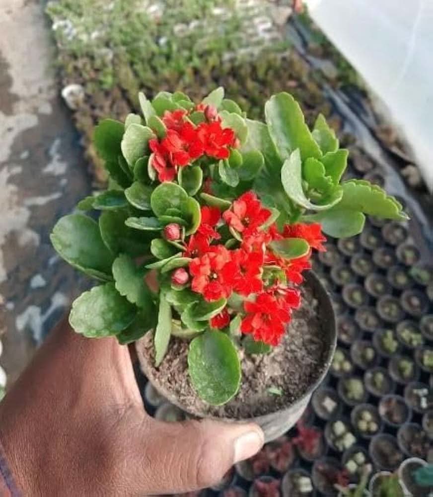 kalanchoe kalanchoe flower seeds