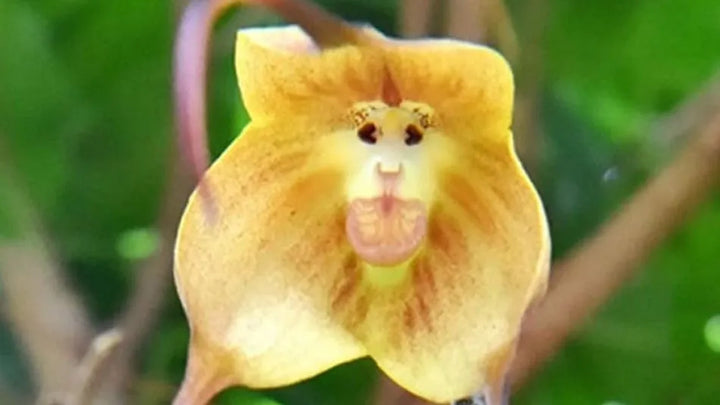 Monkey Orchid Flower Seeds for Planting 100 pcs – Heirloom, Non-GMO, High Germination Tropical Garden Seeds