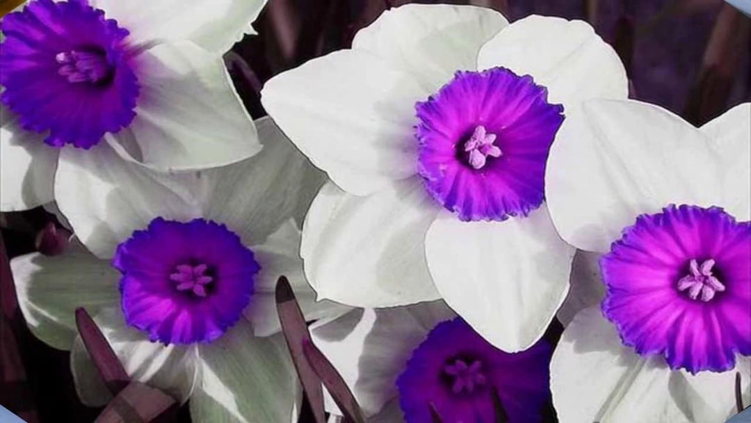 Flower Seeds, Seeds for Planting, Plant Seeds