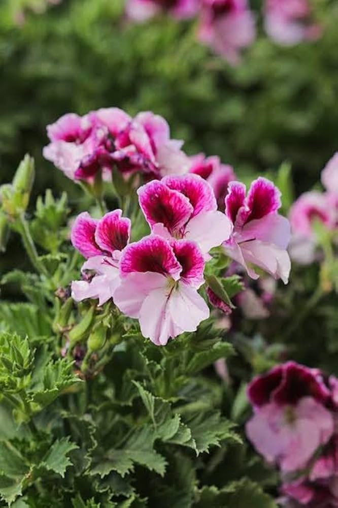 Geranium Røde Hvide Blomsterfrø til Plantning 100 stk