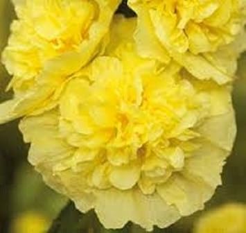yellow organic flower seeds