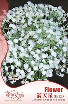 Flower Seeds, Seeds for Planting, Plant Seeds