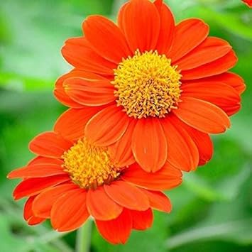 heirloom mexican flower seeds