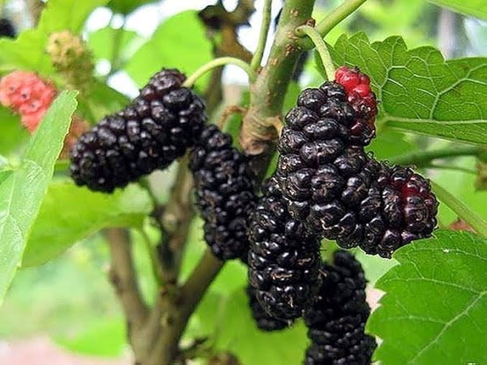 Mulberry Fruit Seeds, Plant for Sweet and Juicy Berries  100 pcs