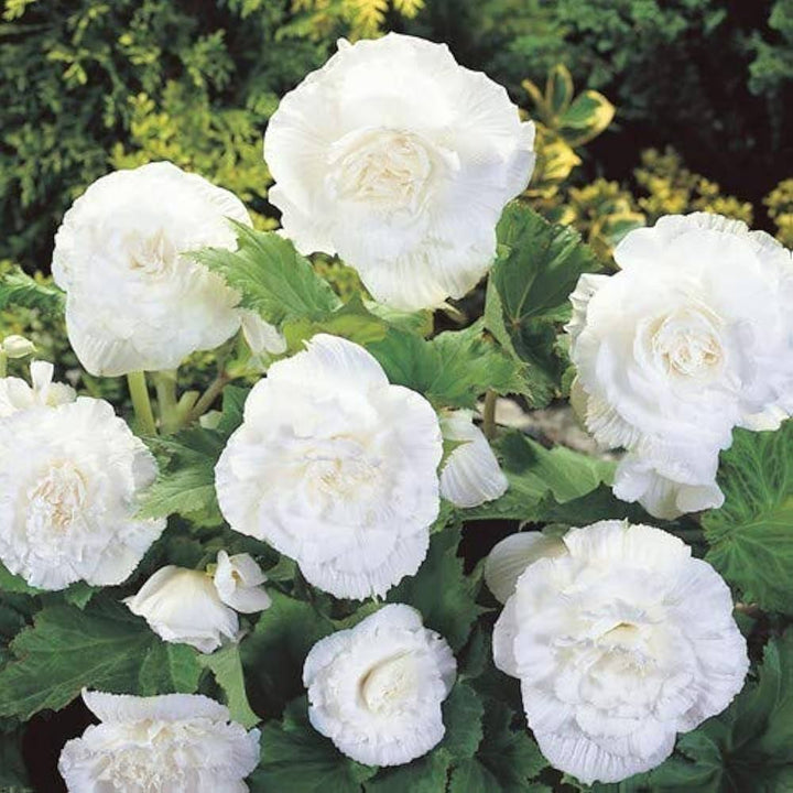 Begonia Double White Flower Seeds for Planting 100 pcs