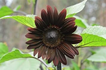 chocolate sunflower seeds to plant Chocolate Sunflower Seeds for Planting – Unique Dark Blooms for Garden Decor & Pollinator Attraction – Beautiful Blooms, Flower Seeds – Neeraseeds