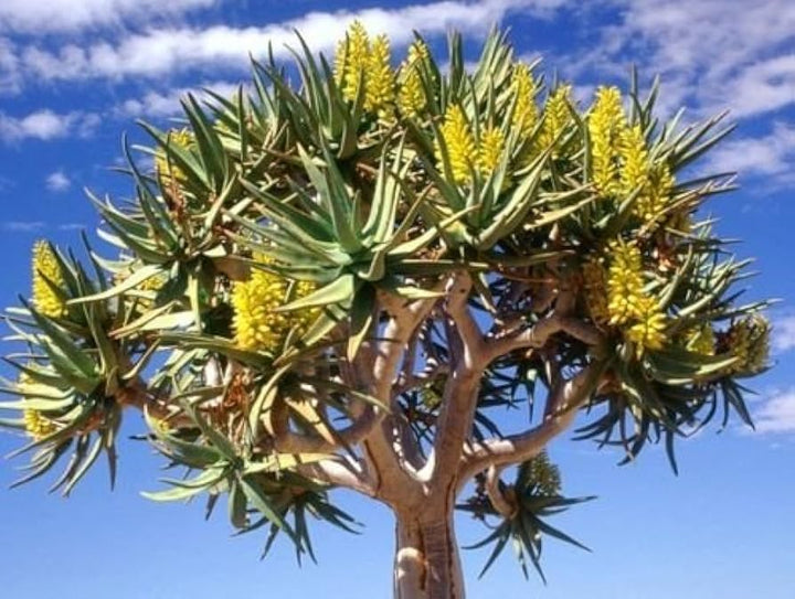 Green Aloe Dichotoma Plant Seeds for Planting- Unique Garden Growth