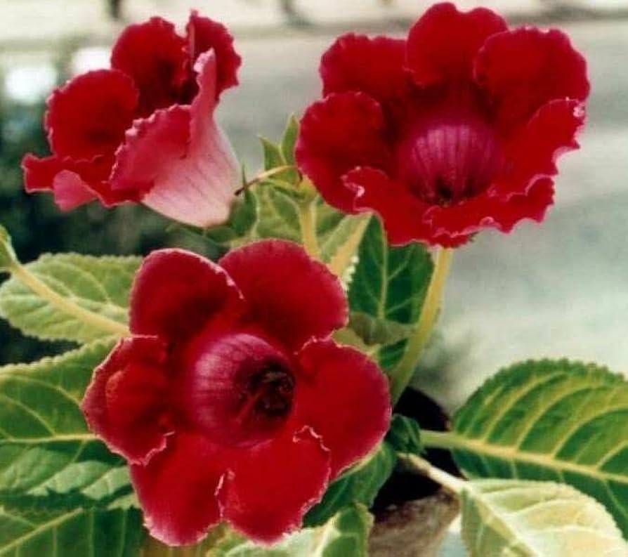 Deep Red Gloxinia Flower Seeds - 100 pcs