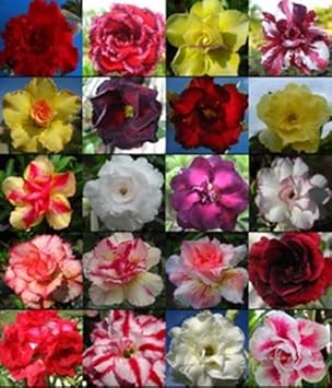 Flower Seeds, Seeds for Planting, Plant Seeds
