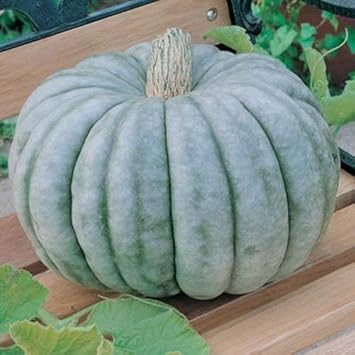 Blue Pumpkin Seeds for Planting