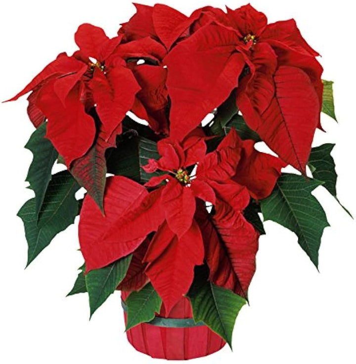 Poinsettia Flower Seeds for Planting – Heirloom, 100 pcs, Non-GMO, High Germination, Organic Garden Seeds
