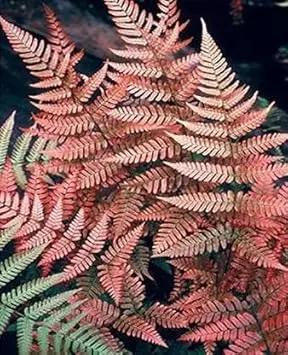 pink fern flower seeds